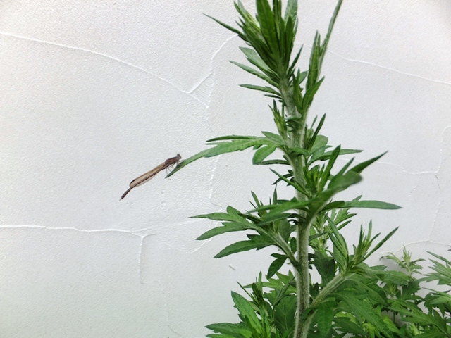 伊藤設計のヨモギにトンボ発見